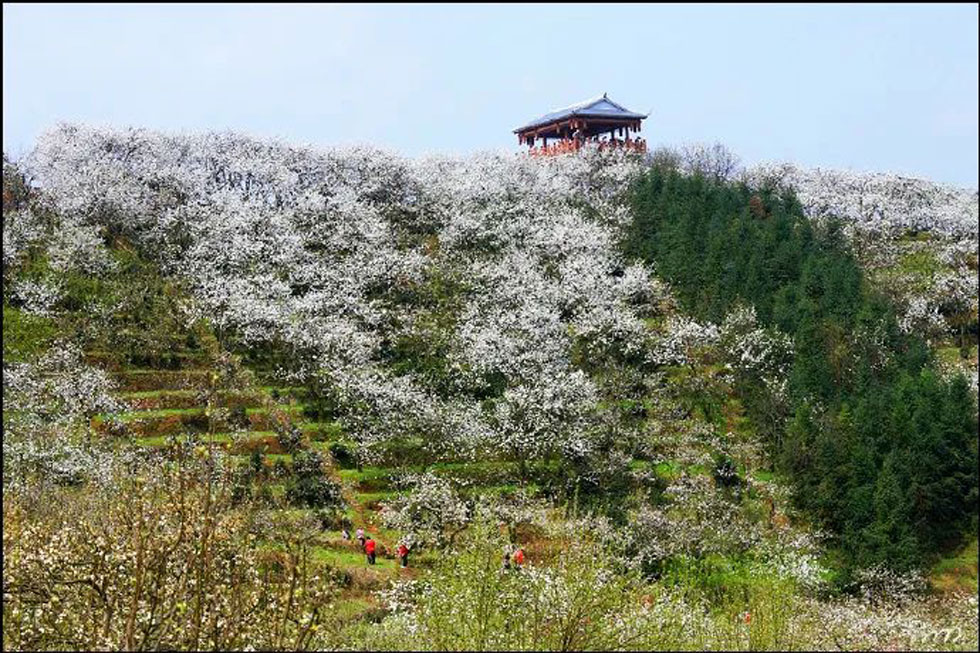 【春天，广西桂林灌阳县向您发出邀请！】我们在灌阳看梨花 - 游山玩水 - 岳阳生活社区 - 岳阳28生活网 yy.28life.net