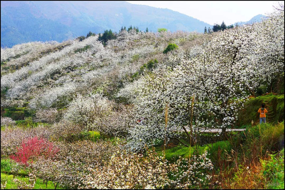 【春天，广西桂林灌阳县向您发出邀请！】我们在灌阳看梨花 - 游山玩水 - 岳阳生活社区 - 岳阳28生活网 yy.28life.net