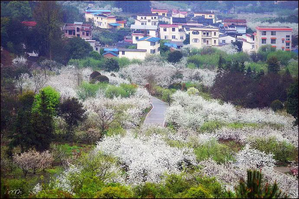 【春天，广西桂林灌阳县向您发出邀请！】我们在灌阳看梨花 - 游山玩水 - 岳阳生活社区 - 岳阳28生活网 yy.28life.net