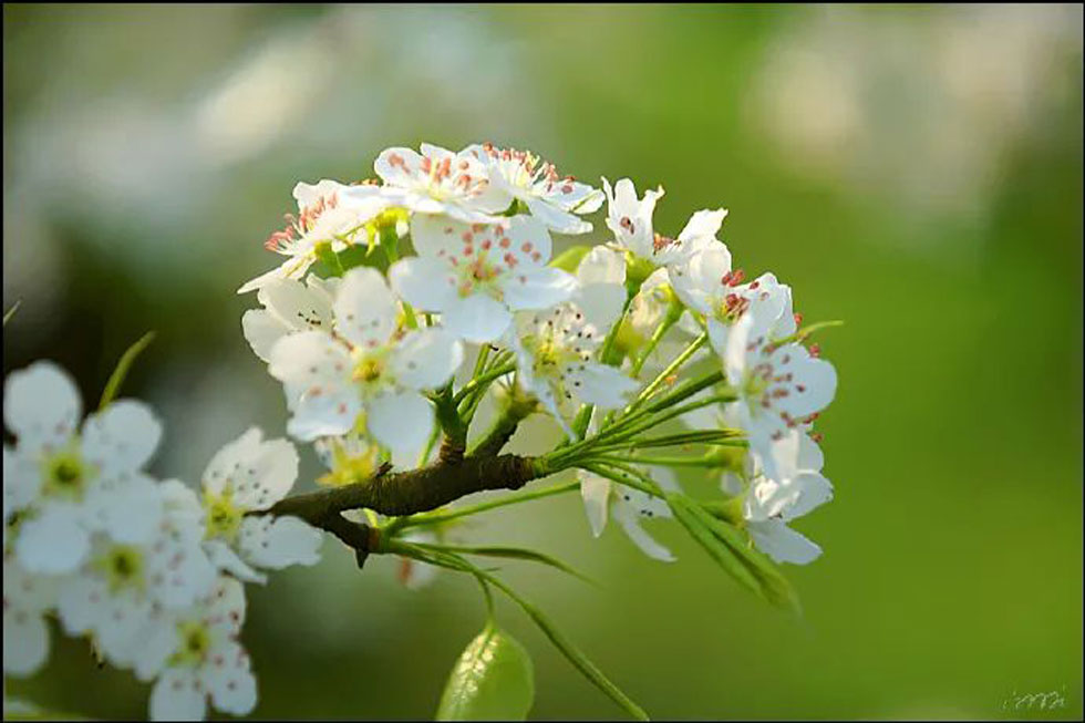 【春天，广西桂林灌阳县向您发出邀请！】我们在灌阳看梨花 - 游山玩水 - 岳阳生活社区 - 岳阳28生活网 yy.28life.net