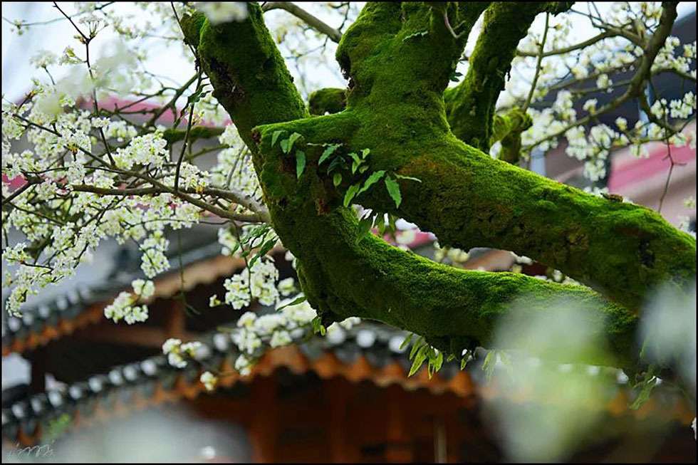 【春天，广西桂林灌阳县向您发出邀请！】我们在灌阳看梨花 - 游山玩水 - 岳阳生活社区 - 岳阳28生活网 yy.28life.net