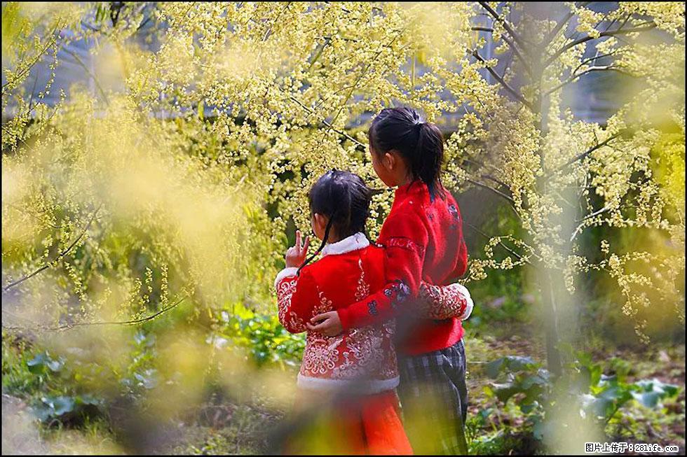 【春天，广西桂林灌阳县向您发出邀请！】米珠山前有片山苍子花在飘香 - 游山玩水 - 岳阳生活社区 - 岳阳28生活网 yy.28life.net