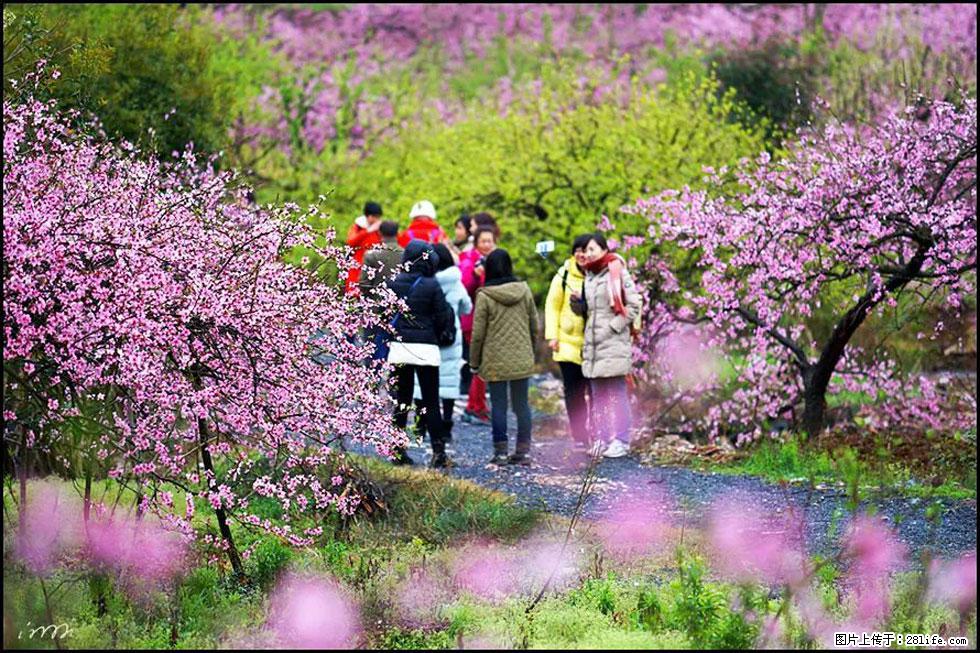 【春天，广西桂林灌阳县向您发出邀请！】官庄村有个醉美的桃花园 - 游山玩水 - 岳阳生活社区 - 岳阳28生活网 yy.28life.net