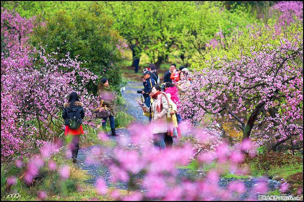 【春天，广西桂林灌阳县向您发出邀请！】官庄村有个醉美的桃花园 - 游山玩水 - 岳阳生活社区 - 岳阳28生活网 yy.28life.net