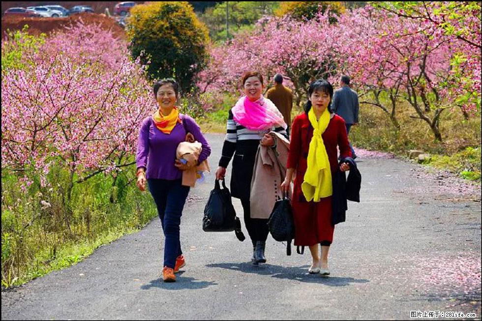 【春天，广西桂林灌阳县向您发出邀请！】官庄村有个醉美的桃花园 - 游山玩水 - 岳阳生活社区 - 岳阳28生活网 yy.28life.net