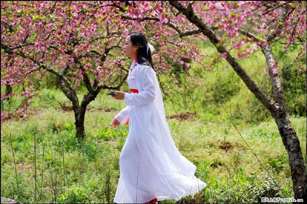 【春天，广西桂林灌阳县向您发出邀请！】官庄村有个醉美的桃花园 - 游山玩水 - 岳阳生活社区 - 岳阳28生活网 yy.28life.net