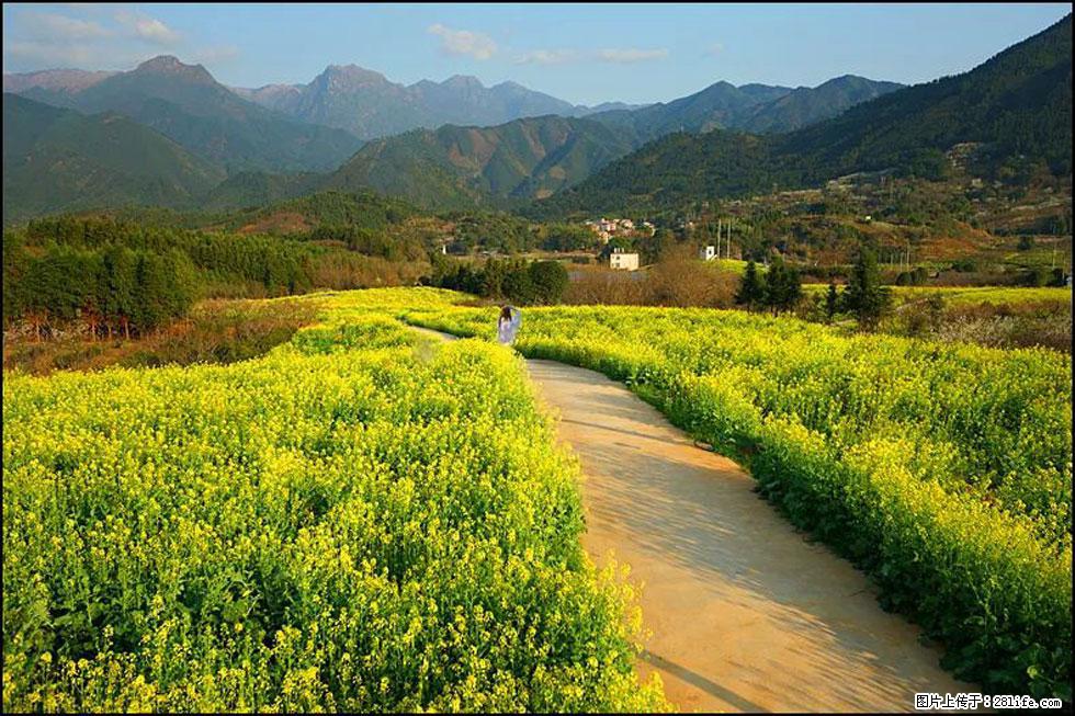 【春天，广西桂林灌阳县向您发出邀请！】长坪村油菜盛情花开 - 游山玩水 - 岳阳生活社区 - 岳阳28生活网 yy.28life.net
