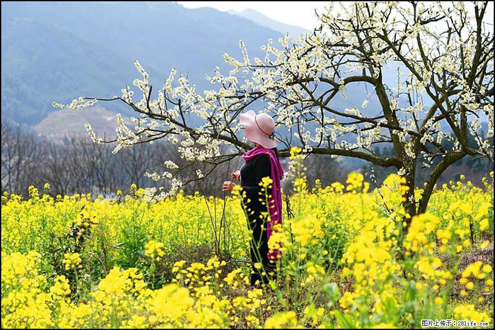 【春天，广西桂林灌阳县向您发出邀请！】长坪村油菜盛情花开 - 游山玩水 - 岳阳生活社区 - 岳阳28生活网 yy.28life.net