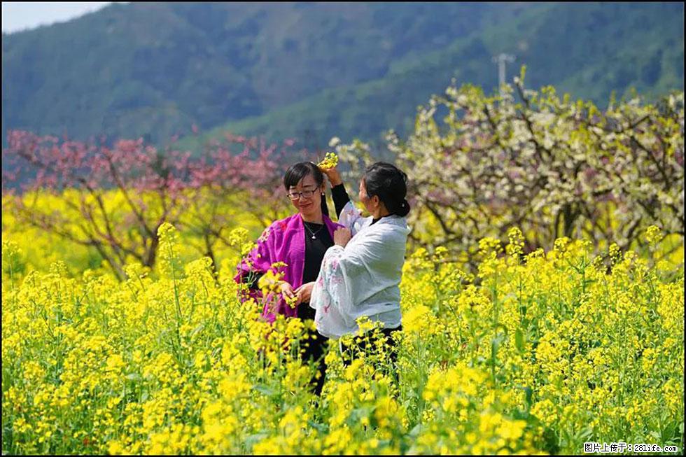 【春天，广西桂林灌阳县向您发出邀请！】长坪村油菜盛情花开 - 游山玩水 - 岳阳生活社区 - 岳阳28生活网 yy.28life.net