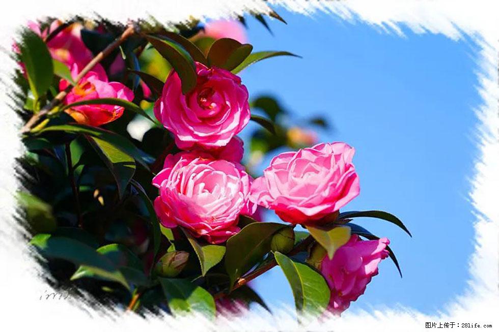【春天，广西桂林灌阳县向您发出邀请！】杨柳井茶花惹人爱 - 游山玩水 - 岳阳生活社区 - 岳阳28生活网 yy.28life.net