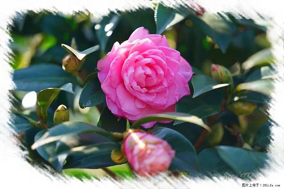 【春天，广西桂林灌阳县向您发出邀请！】杨柳井茶花惹人爱 - 游山玩水 - 岳阳生活社区 - 岳阳28生活网 yy.28life.net