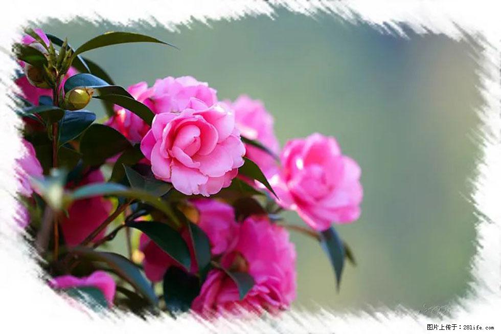 【春天，广西桂林灌阳县向您发出邀请！】杨柳井茶花惹人爱 - 游山玩水 - 岳阳生活社区 - 岳阳28生活网 yy.28life.net
