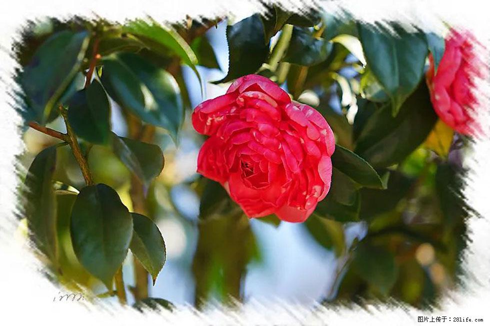 【春天，广西桂林灌阳县向您发出邀请！】杨柳井茶花惹人爱 - 游山玩水 - 岳阳生活社区 - 岳阳28生活网 yy.28life.net