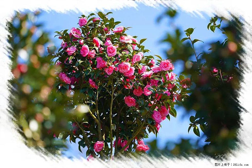 【春天，广西桂林灌阳县向您发出邀请！】杨柳井茶花惹人爱 - 游山玩水 - 岳阳生活社区 - 岳阳28生活网 yy.28life.net
