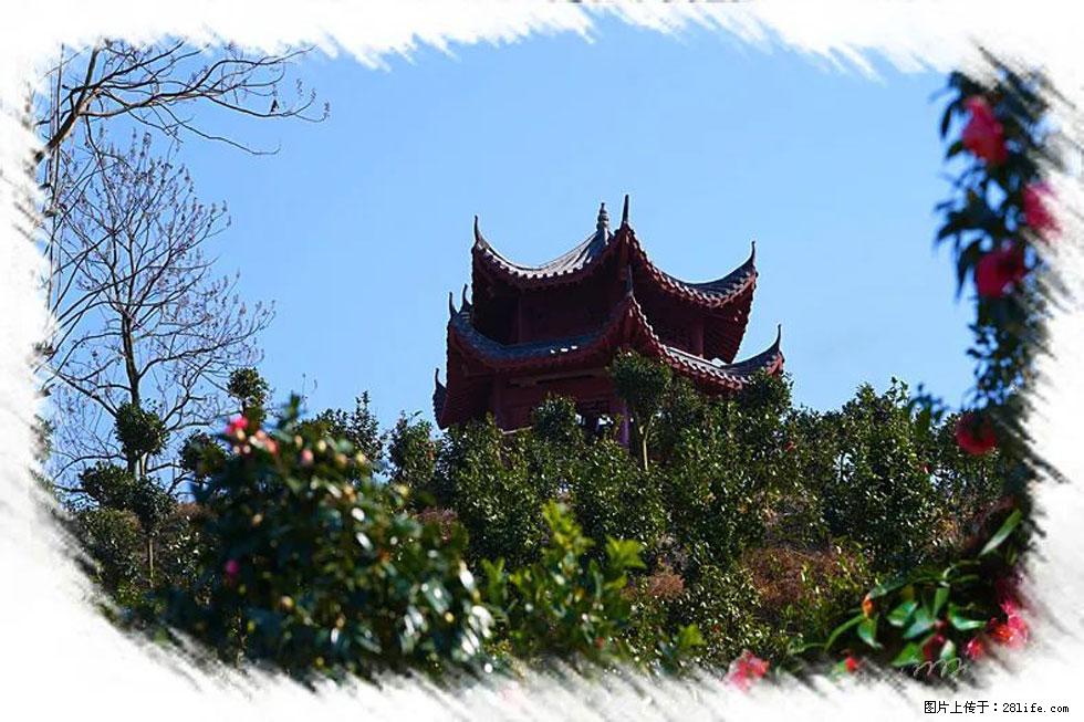 【春天，广西桂林灌阳县向您发出邀请！】杨柳井茶花惹人爱 - 游山玩水 - 岳阳生活社区 - 岳阳28生活网 yy.28life.net