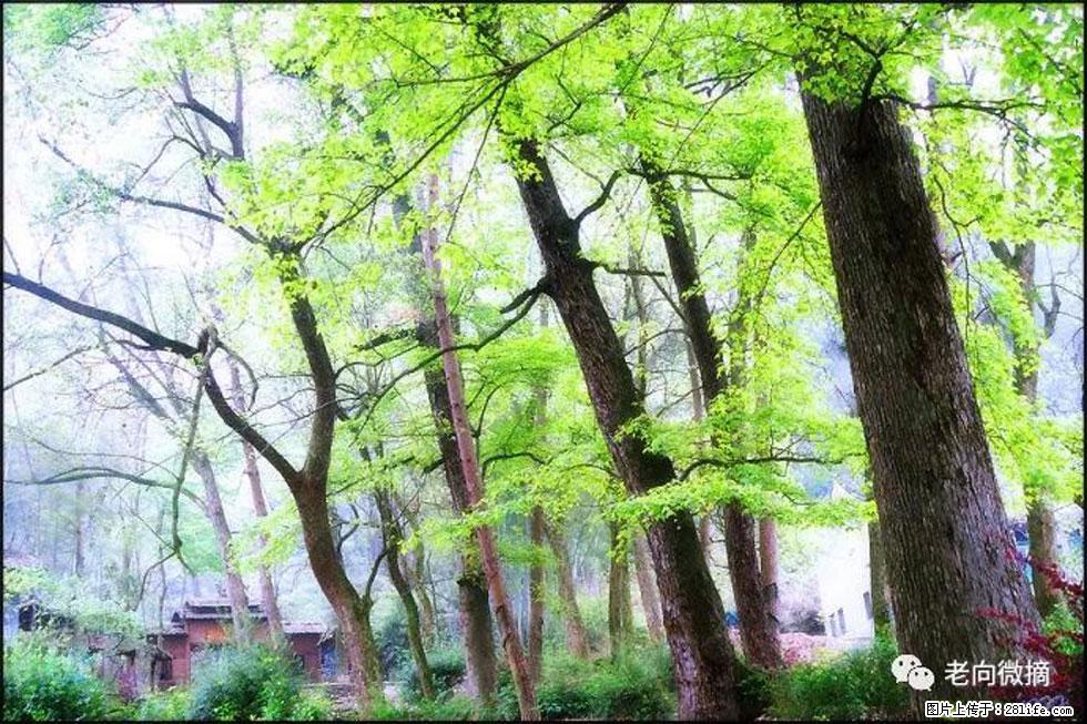 【春天，广西桂林灌阳县向您发出邀请！】在小龙村与春天约会 - 游山玩水 - 岳阳生活社区 - 岳阳28生活网 yy.28life.net
