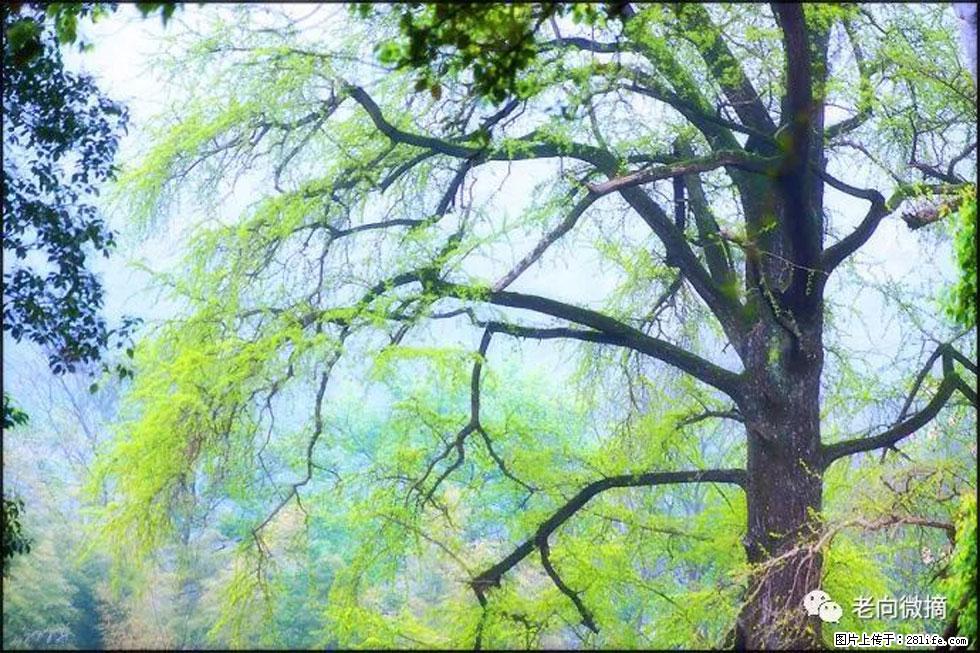 【春天，广西桂林灌阳县向您发出邀请！】在小龙村与春天约会 - 游山玩水 - 岳阳生活社区 - 岳阳28生活网 yy.28life.net