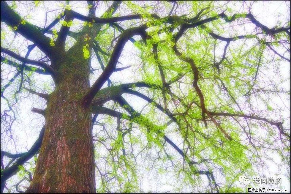 【春天，广西桂林灌阳县向您发出邀请！】在小龙村与春天约会 - 游山玩水 - 岳阳生活社区 - 岳阳28生活网 yy.28life.net
