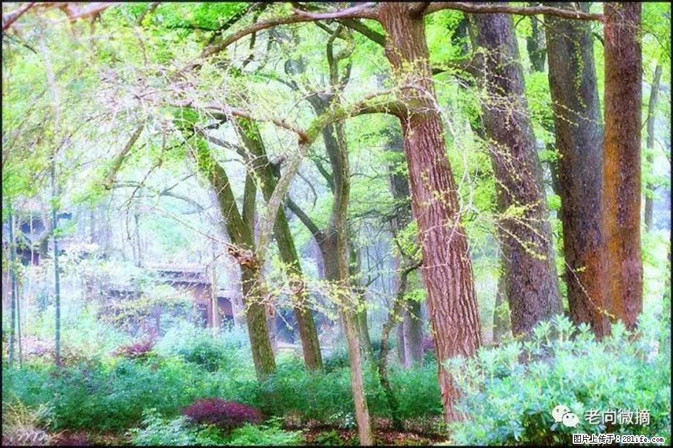 【春天，广西桂林灌阳县向您发出邀请！】在小龙村与春天约会 - 游山玩水 - 岳阳生活社区 - 岳阳28生活网 yy.28life.net
