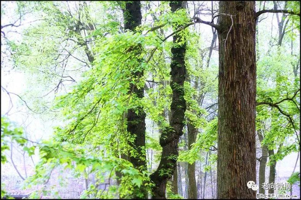 【春天，广西桂林灌阳县向您发出邀请！】在小龙村与春天约会 - 游山玩水 - 岳阳生活社区 - 岳阳28生活网 yy.28life.net
