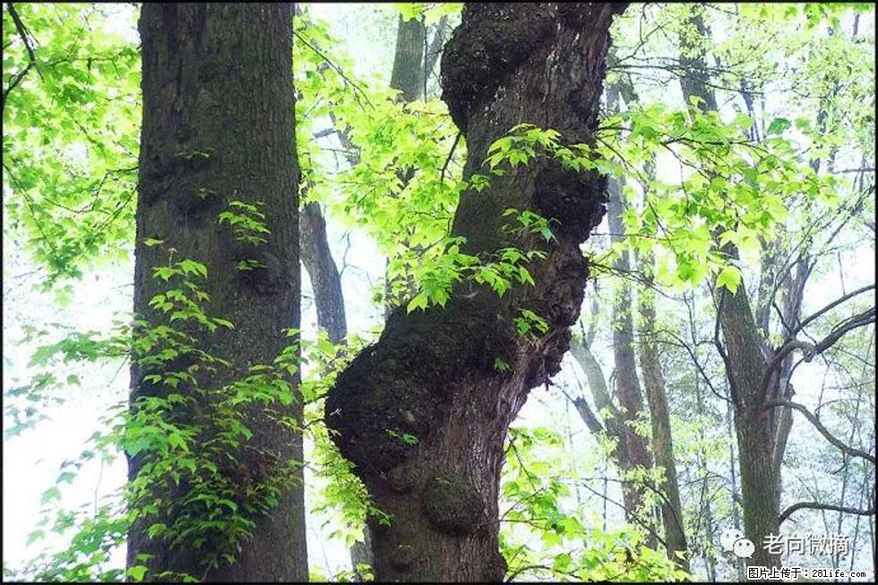 【春天，广西桂林灌阳县向您发出邀请！】在小龙村与春天约会 - 游山玩水 - 岳阳生活社区 - 岳阳28生活网 yy.28life.net