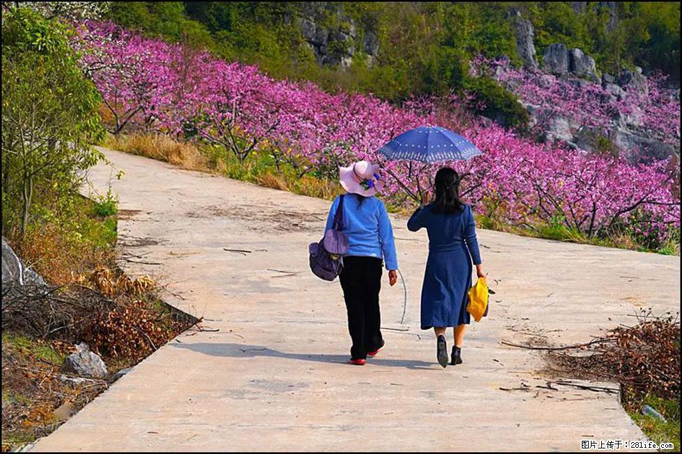 【春天，广西桂林灌阳县向您发出邀请！】望月岭上桃花开 - 游山玩水 - 岳阳生活社区 - 岳阳28生活网 yy.28life.net