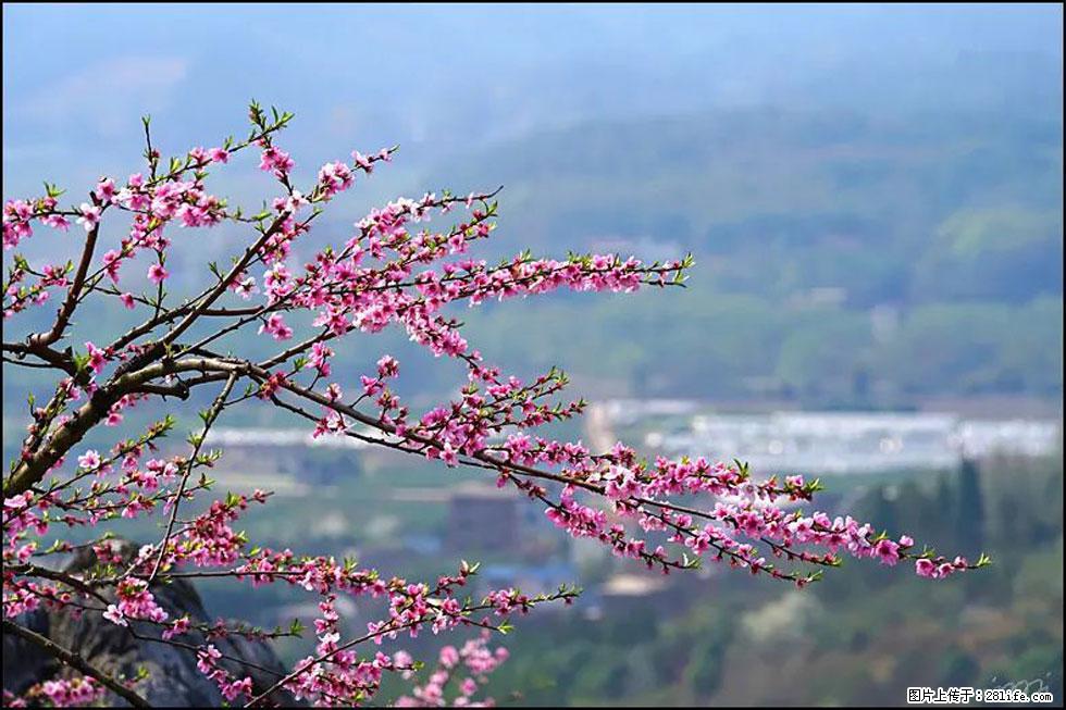 【春天，广西桂林灌阳县向您发出邀请！】望月岭上桃花开 - 游山玩水 - 岳阳生活社区 - 岳阳28生活网 yy.28life.net
