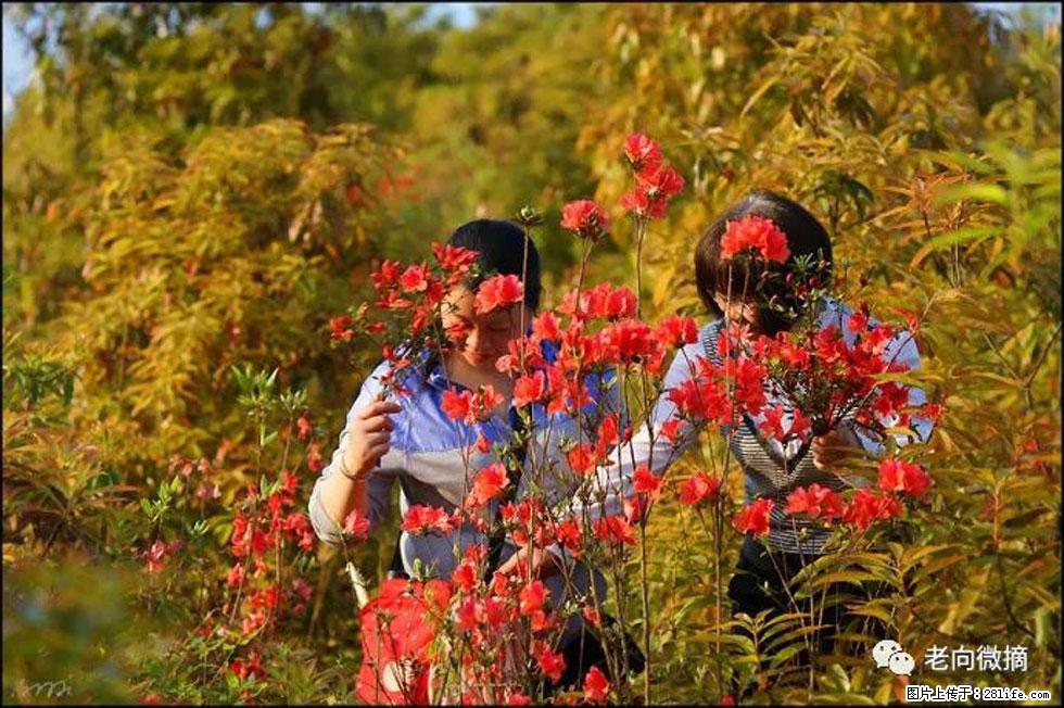 【春天，广西桂林灌阳县向您发出邀请！】登麒麟山，相约映山红 - 游山玩水 - 岳阳生活社区 - 岳阳28生活网 yy.28life.net