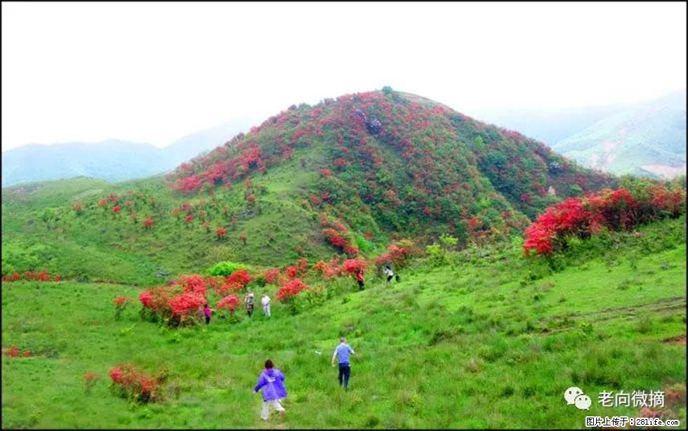 【春天，广西桂林灌阳县向您发出邀请！】宝盖山上映山红 - 游山玩水 - 岳阳生活社区 - 岳阳28生活网 yy.28life.net