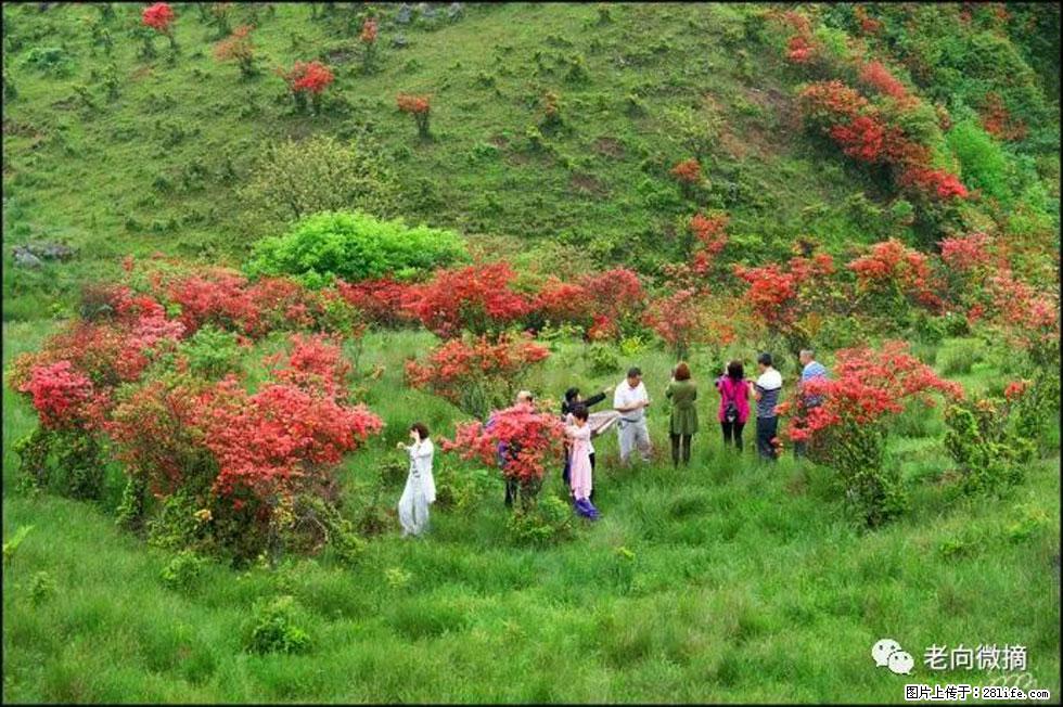 【春天，广西桂林灌阳县向您发出邀请！】宝盖山上映山红 - 游山玩水 - 岳阳生活社区 - 岳阳28生活网 yy.28life.net