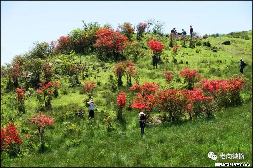 【春天，广西桂林灌阳县向您发出邀请！】宝盖山上映山红 - 游山玩水 - 岳阳生活社区 - 岳阳28生活网 yy.28life.net