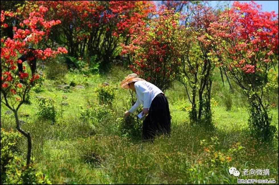【春天，广西桂林灌阳县向您发出邀请！】宝盖山上映山红 - 游山玩水 - 岳阳生活社区 - 岳阳28生活网 yy.28life.net