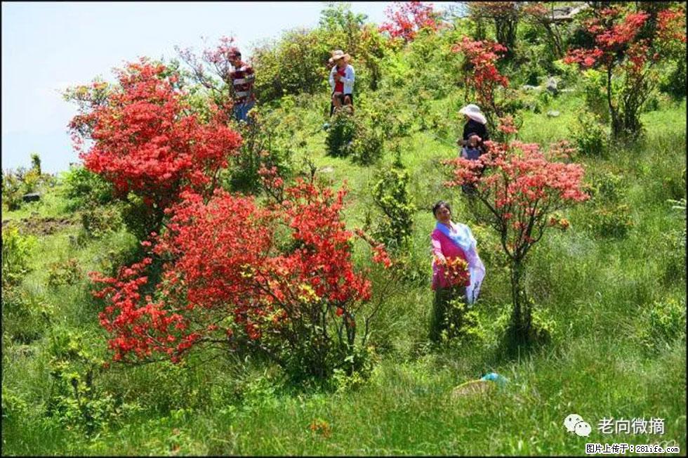 【春天，广西桂林灌阳县向您发出邀请！】宝盖山上映山红 - 游山玩水 - 岳阳生活社区 - 岳阳28生活网 yy.28life.net