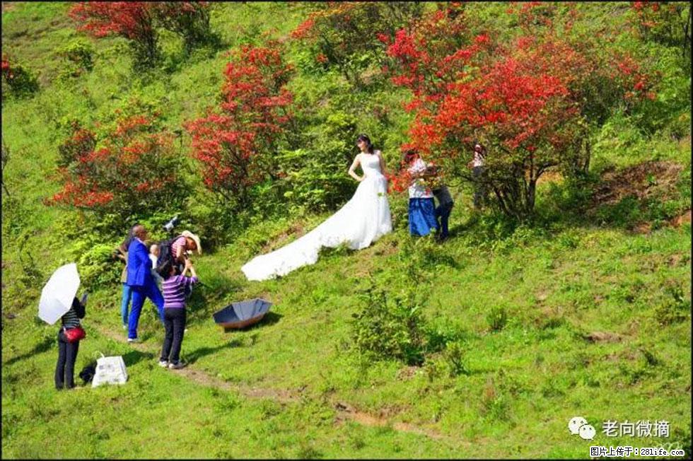 【春天，广西桂林灌阳县向您发出邀请！】宝盖山上映山红 - 游山玩水 - 岳阳生活社区 - 岳阳28生活网 yy.28life.net