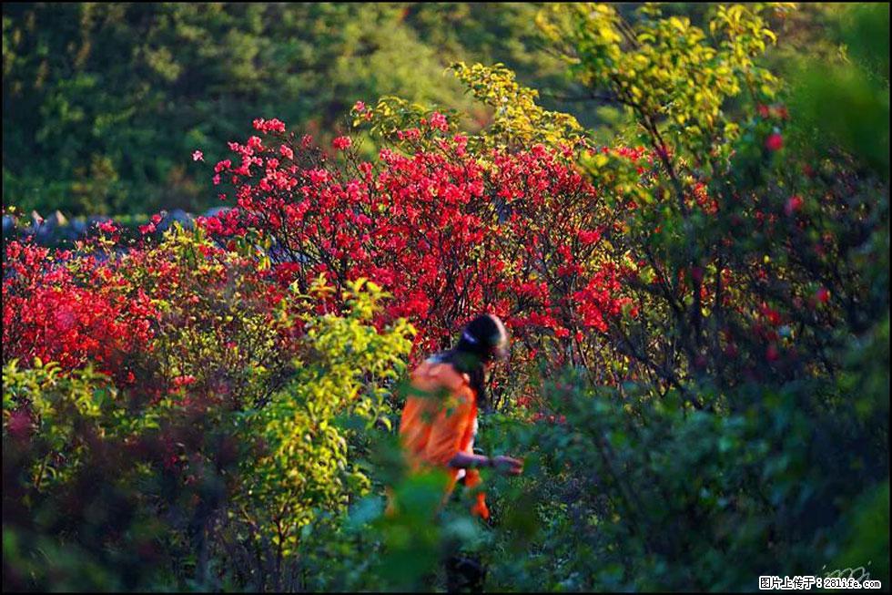 【春天，广西桂林灌阳县向您发出邀请！】春木界上映山红 - 游山玩水 - 岳阳生活社区 - 岳阳28生活网 yy.28life.net