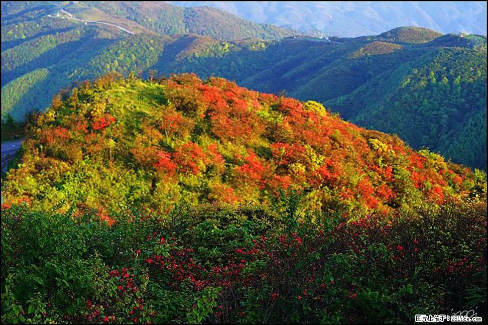 【春天，广西桂林灌阳县向您发出邀请！】春木界上映山红 - 游山玩水 - 岳阳生活社区 - 岳阳28生活网 yy.28life.net