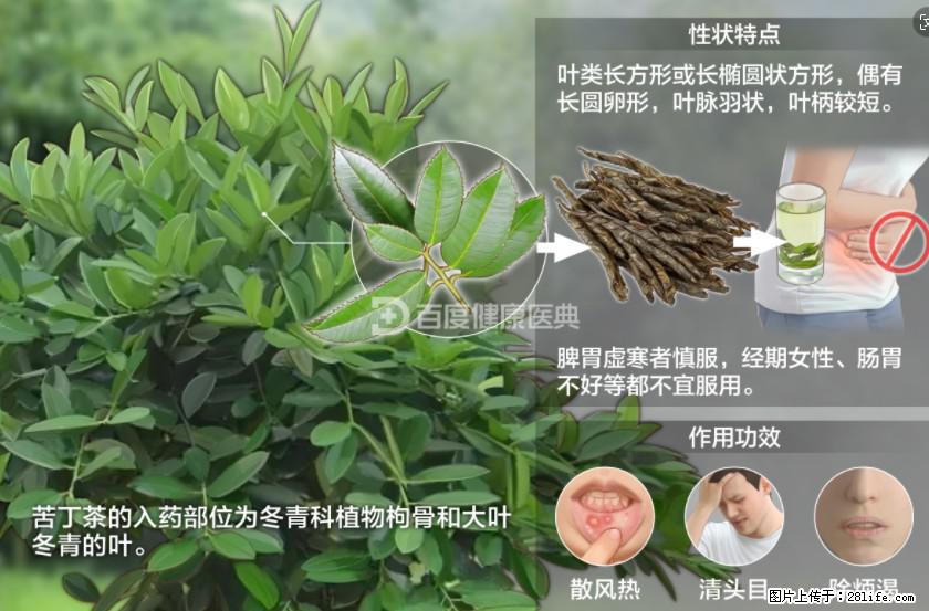 苦丁茶有哪些功效和作用 - 生活百科 - 岳阳生活社区 - 岳阳28生活网 yy.28life.net