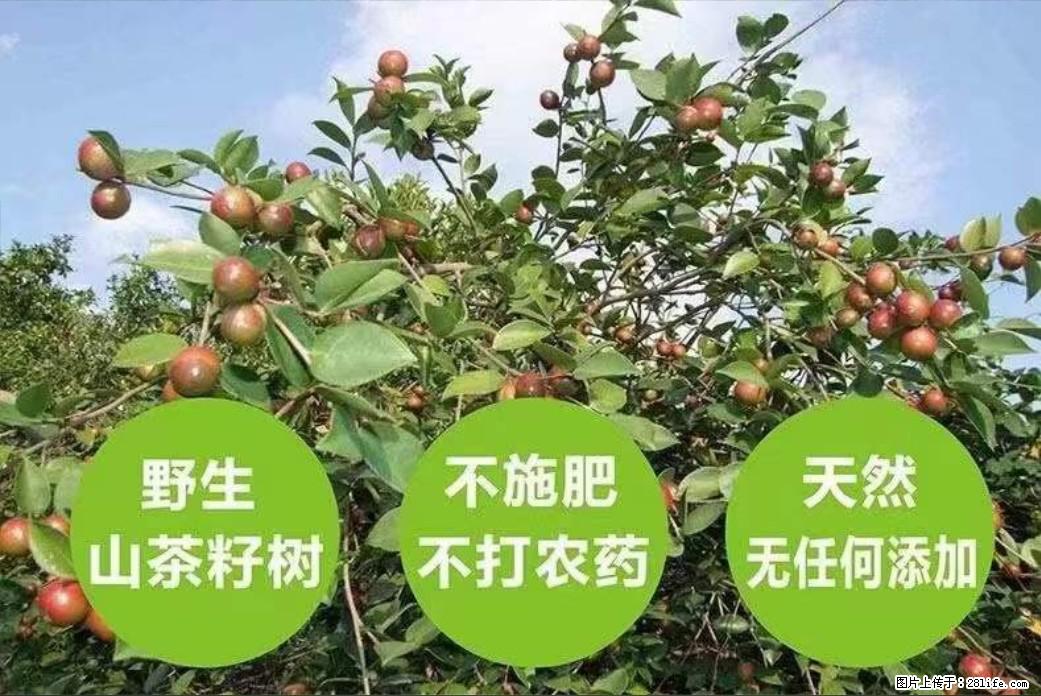 【灌阳县油茶产业示范区】一个有着充实的精神生活的人，对待身外之物自会有一种淡泊的态度 - 土特产 - 饮食特产 - 岳阳分类信息 - 岳阳28生活网 yy.28life.net