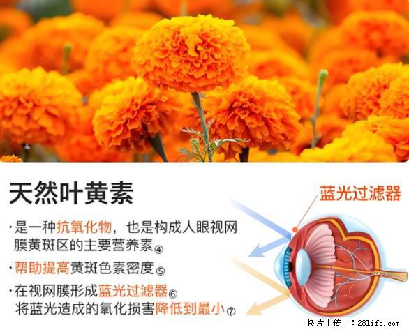 叶黄素有什么功效和作用 - 生活百科 - 岳阳生活社区 - 岳阳28生活网 yy.28life.net