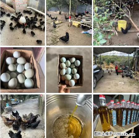 油茶园从小鸡仔开始养起的纯土鸡、土鸡蛋可以预定啦！还有前几天刚榨的纯山茶油哦 - 美食天地 - 岳阳生活社区 - 岳阳28生活网 yy.28life.net