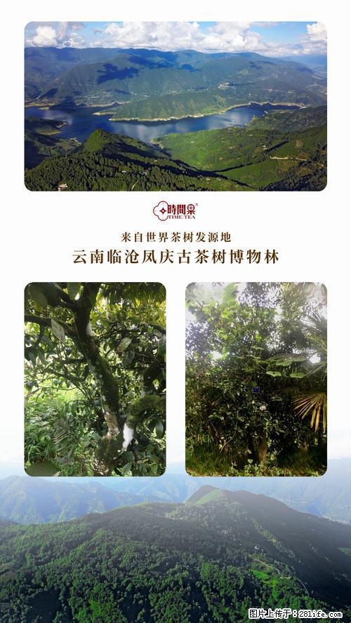 时间果百年古树2025年春红茶 - 购物交流 - 岳阳生活社区 - 岳阳28生活网 yy.28life.net