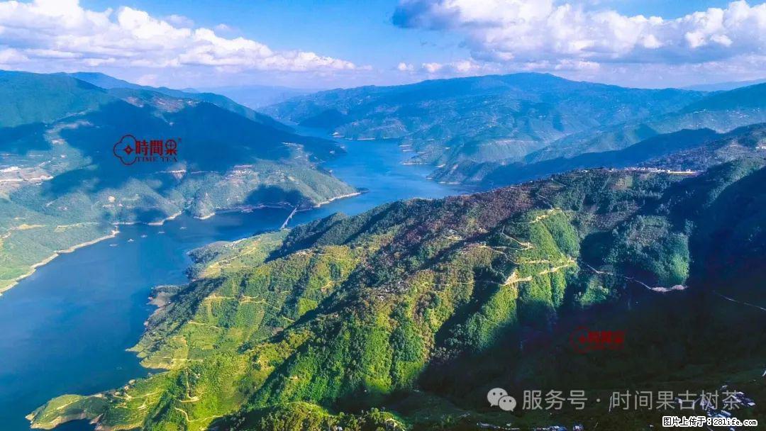 时间果百年古树龙珠普洱生茶 - 购物交流 - 岳阳生活社区 - 岳阳28生活网 yy.28life.net