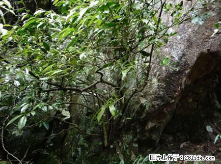 平乐石崖茶，珍贵仅次于金花茶 - 岳阳生活资讯 - 岳阳28生活网 yy.28life.net