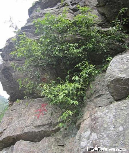 平乐石崖茶，珍贵仅次于金花茶 - 岳阳生活资讯 - 岳阳28生活网 yy.28life.net