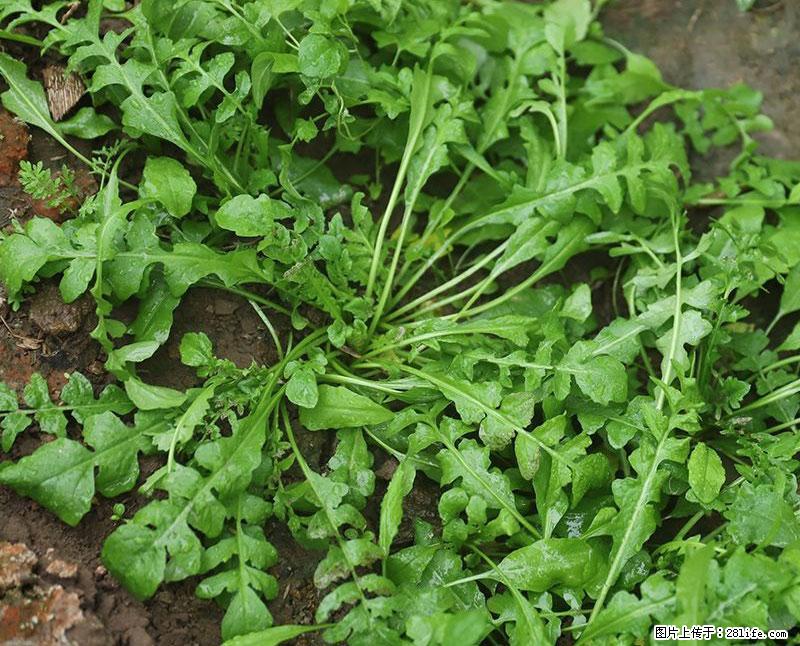 这些蔬菜是“天然钙片”，这6种被医生重点推荐 - 岳阳生活资讯 - 岳阳28生活网 yy.28life.net