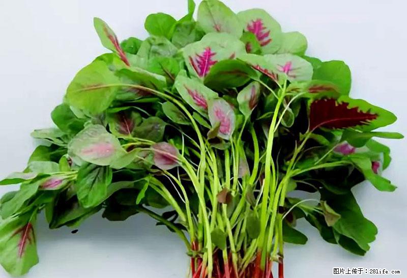 这些蔬菜是“天然钙片”，这6种被医生重点推荐 - 岳阳生活资讯 - 岳阳28生活网 yy.28life.net