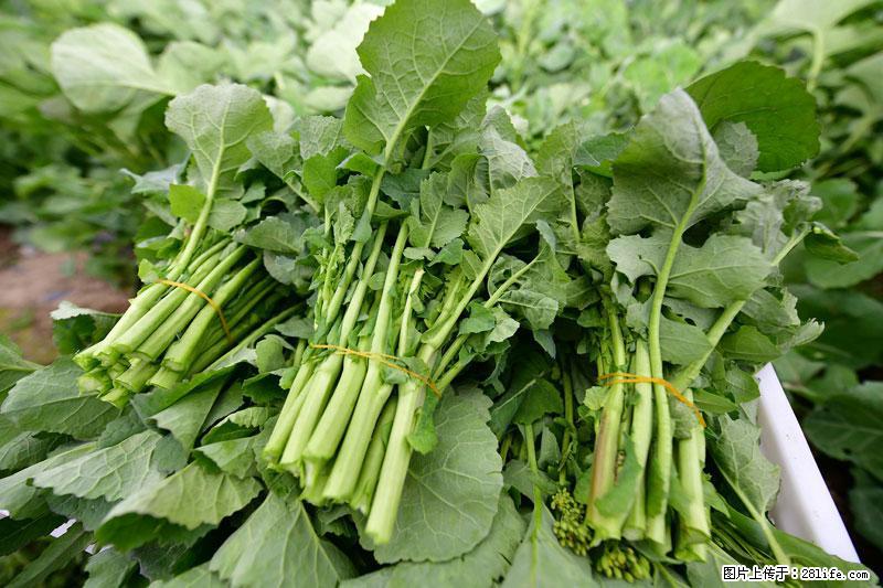 这些蔬菜是“天然钙片”，这6种被医生重点推荐 - 岳阳生活资讯 - 岳阳28生活网 yy.28life.net
